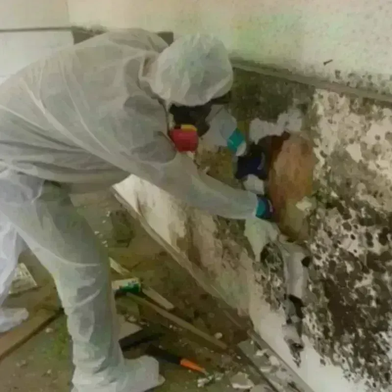 Mold Remediation and Removal in Richmond, TX